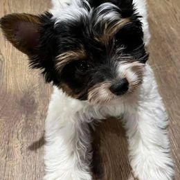 Biewer Terriers and Yorkshire Terriers from [580] Biewers and Yorkies